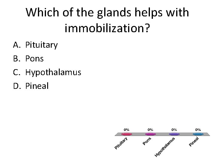 Which of the glands helps with immobilization? A. B. C. D. Pituitary Pons Hypothalamus