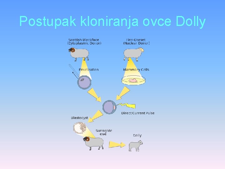 Postupak kloniranja ovce Dolly 