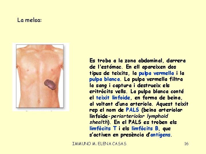 La melsa: Es troba a la zona abdominal, darrera de l'estómac. En ell apareixen