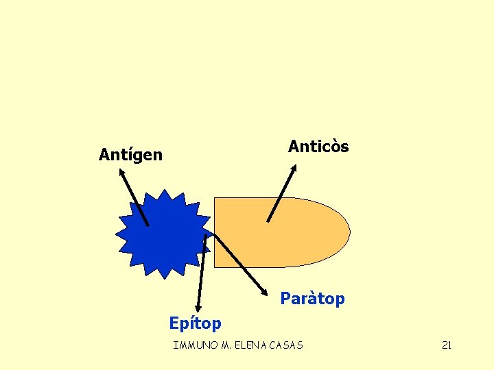 Anticòs Antígen Paràtop Epítop IMMUNO M. ELENA CASAS 21 