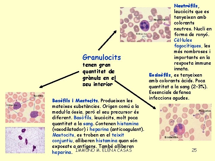 Granulocits tenen gran quantitat de grànuls en el seu interior Basòfils i Mastocits. Produeixen