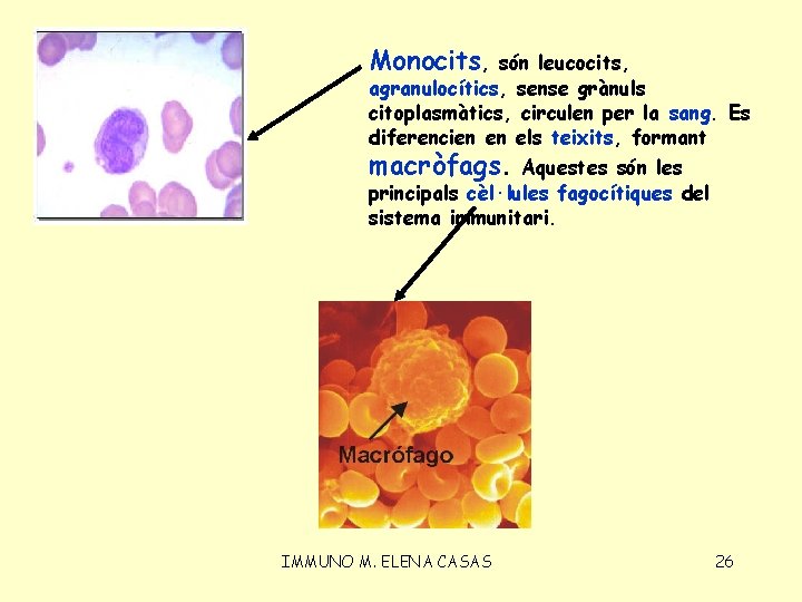 Monocits, són leucocits, agranulocítics, sense grànuls citoplasmàtics, circulen per la sang. Es diferencien en