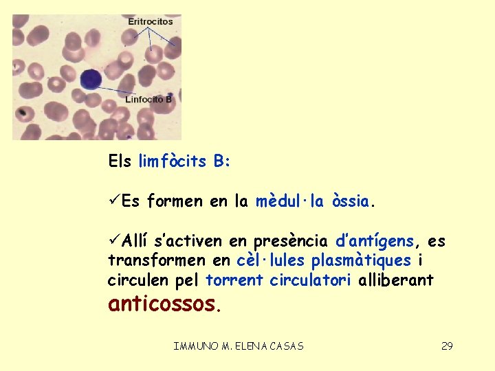 Els limfòcits B: üEs formen en la mèdul·la òssia. üAllí s’activen en presència d’antígens,