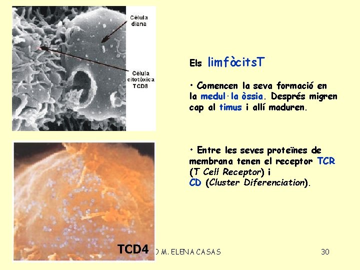Els limfòcits. T • Comencen la seva formació en la medul·la òssia. Després migren