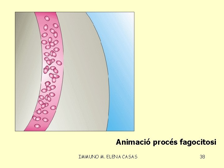 Animació procés fagocitosi IMMUNO M. ELENA CASAS 38 