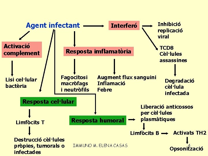 Agent infectant Activació complement Lisi cel·lular bactèria Inhibició replicació viral Interferó TCD 8 Cèl·lules