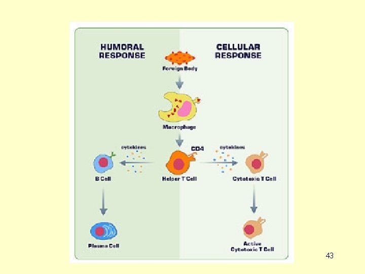 IMMUNO M. ELENA CASAS 43 