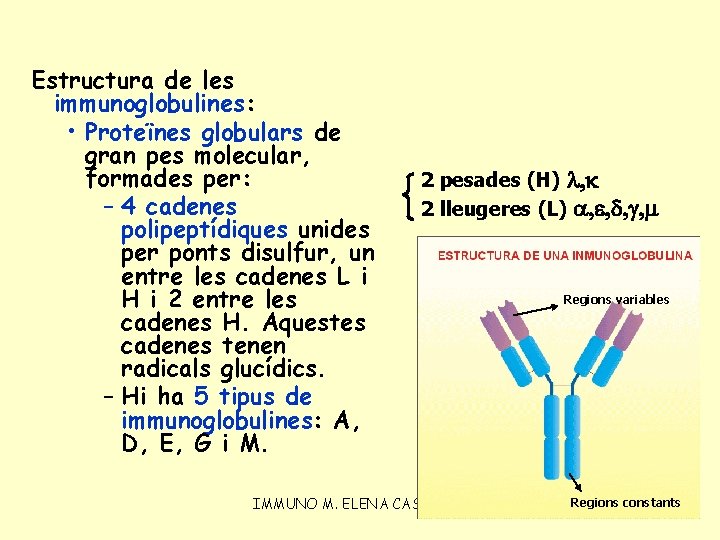 Estructura de les immunoglobulines: • Proteïnes globulars de gran pes molecular, formades per: –