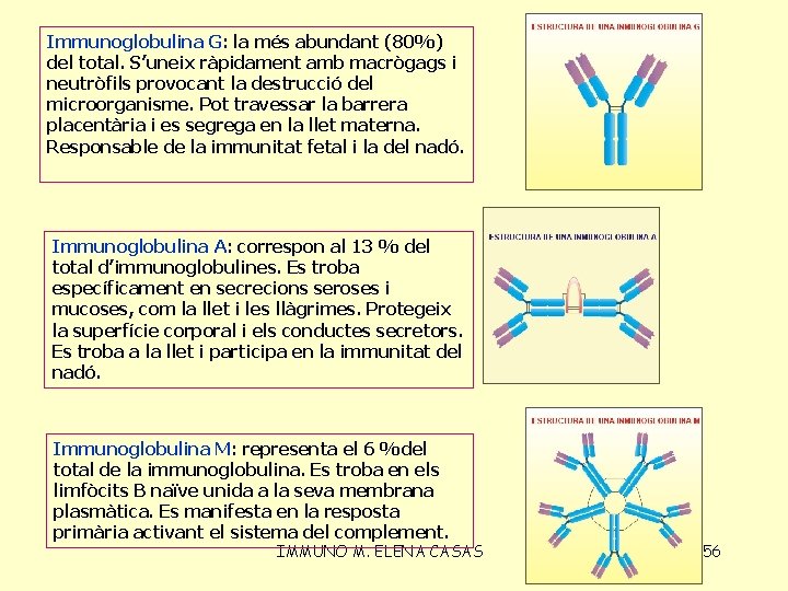 Immunoglobulina G: la més abundant (80%) del total. S’uneix ràpidament amb macrògags i neutròfils