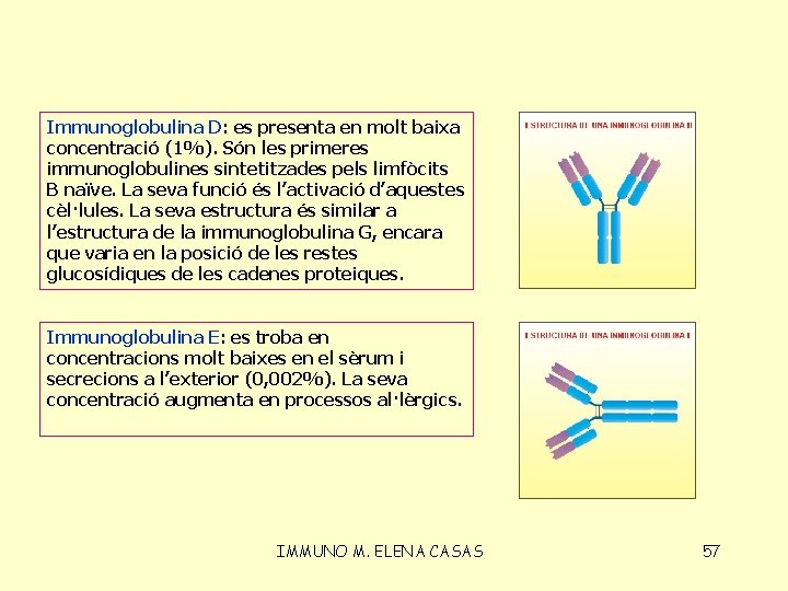 Immunoglobulina D: es presenta en molt baixa concentració (1%). Són les primeres immunoglobulines sintetitzades