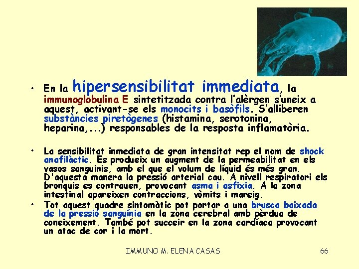  • En la hipersensibilitat immediata, la immunoglobulina E sintetitzada contra l’alèrgen s’uneix a