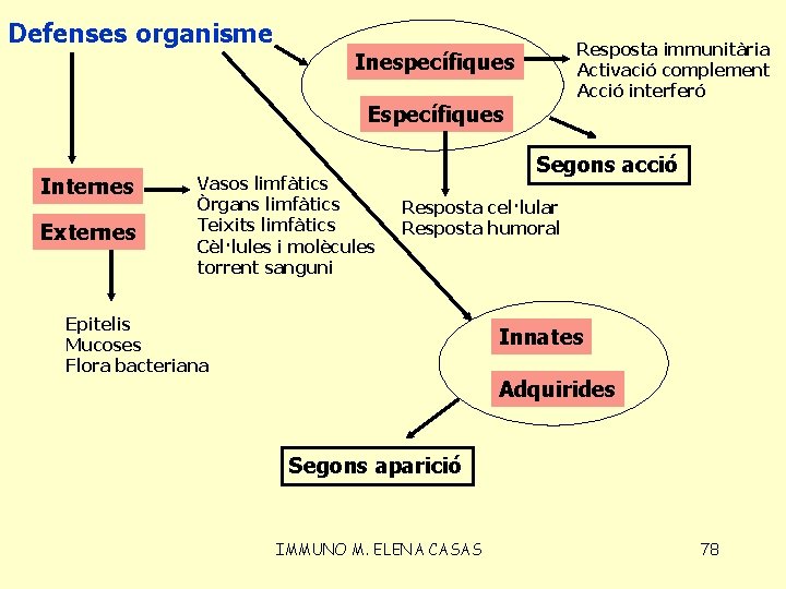 Defenses organisme Resposta immunitària Activació complement Acció interferó Inespecífiques Específiques Internes Externes Vasos limfàtics