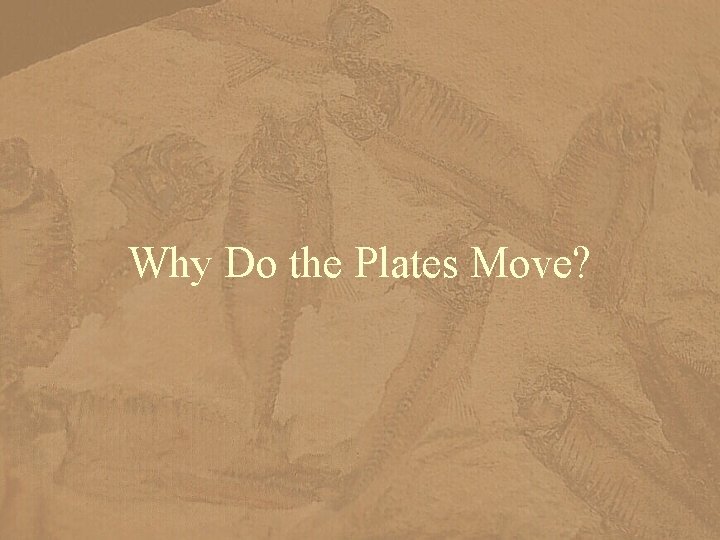 Why Do the Plates Move? 