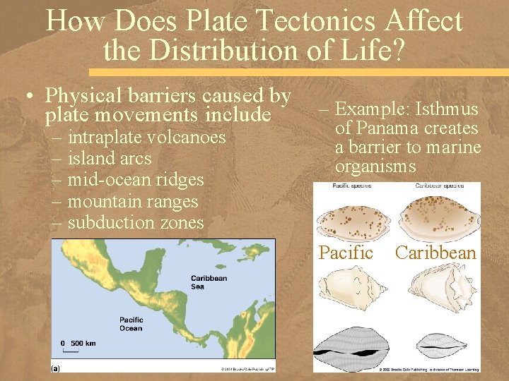 How Does Plate Tectonics Affect the Distribution of Life? • Physical barriers caused by