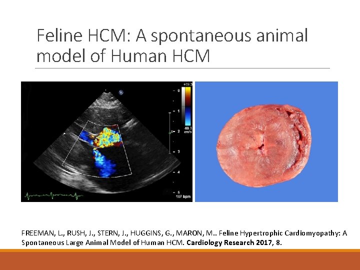 Feline HCM: A spontaneous animal model of Human HCM FREEMAN, L. , RUSH, J.