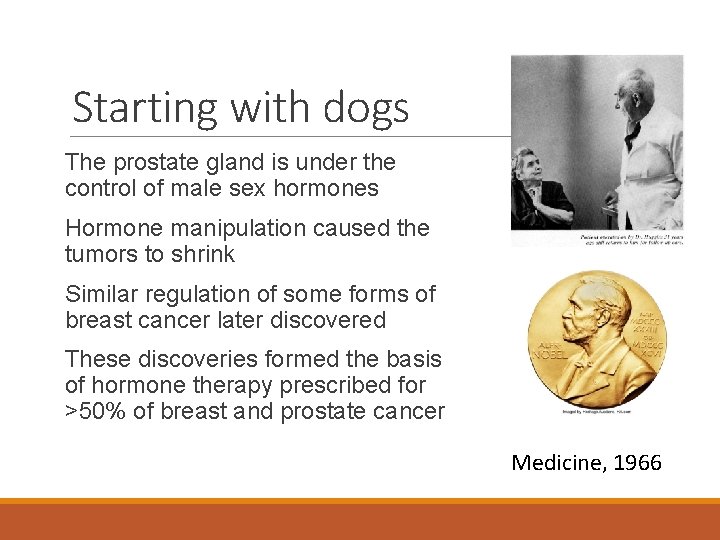 Starting with dogs The prostate gland is under the control of male sex hormones