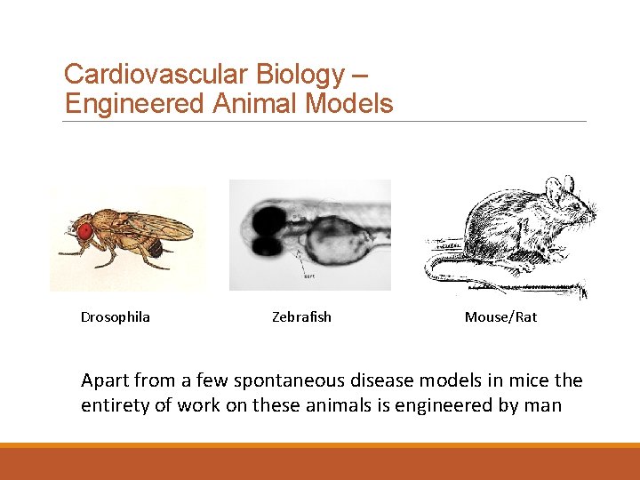 Cardiovascular Biology – Engineered Animal Models Drosophila Zebrafish Mouse/Rat Apart from a few spontaneous