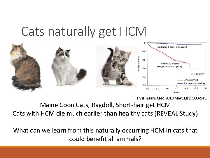 Cats naturally get HCM J Vet Intern Med 2018 May; 32(3): 930 -943. Maine