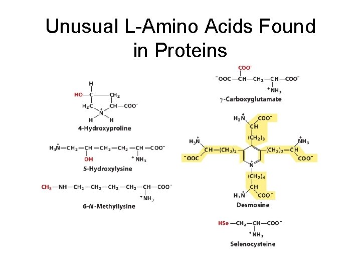 Unusual L-Amino Acids Found in Proteins Fig. 3 -8 a Unusual L-Amino Acids Found in Proteins Fig. 3 -8 a