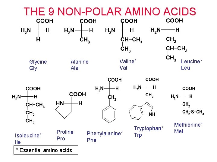 THE 9 NON-POLAR AMINO ACIDS Glycine Gly Alanine Ala Proline Isoleucine* Pro Ile * THE 9 NON-POLAR AMINO ACIDS Glycine Gly Alanine Ala Proline Isoleucine* Pro Ile *