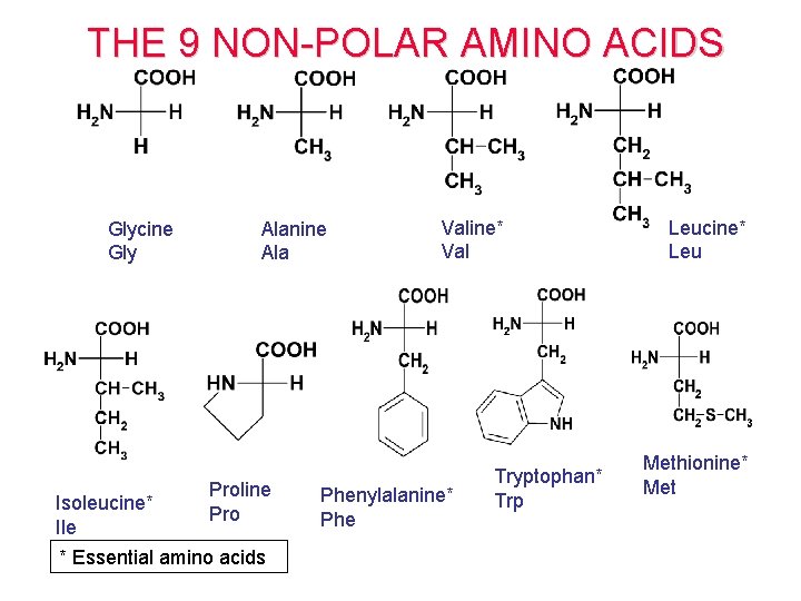 THE 9 NON-POLAR AMINO ACIDS Glycine Gly Alanine Ala Proline Isoleucine* Pro Ile *