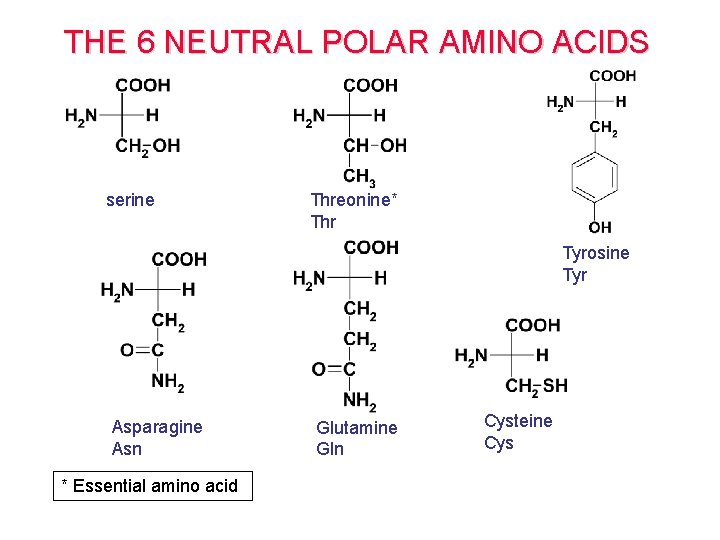 THE 6 NEUTRAL POLAR AMINO ACIDS serine Threonine* Thr Tyrosine Tyr Asparagine Asn * THE 6 NEUTRAL POLAR AMINO ACIDS serine Threonine* Thr Tyrosine Tyr Asparagine Asn *