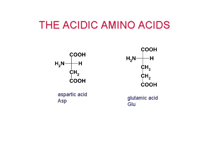 THE ACIDIC AMINO ACIDS aspartic acid Asp glutamic acid Glu THE ACIDIC AMINO ACIDS aspartic acid Asp glutamic acid Glu