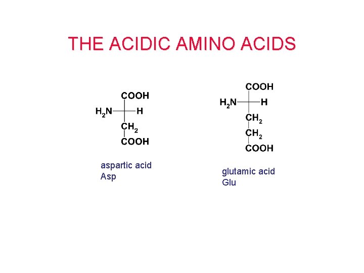 THE ACIDIC AMINO ACIDS aspartic acid Asp glutamic acid Glu 