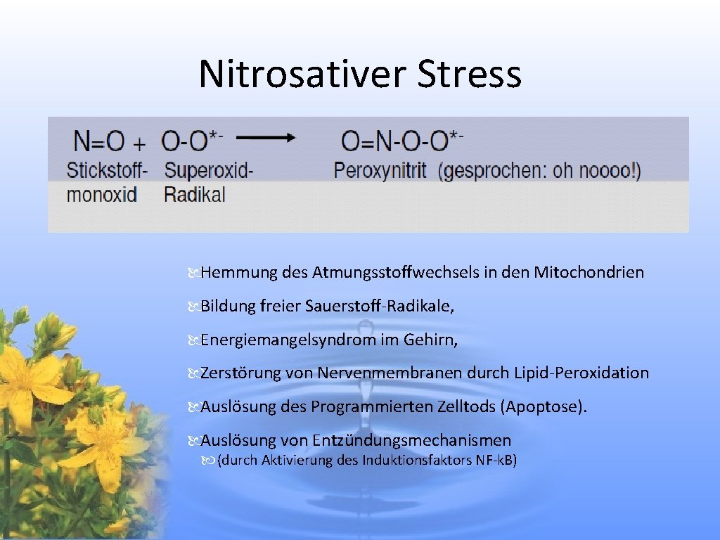 Nitrosativer Stress Hemmung des Atmungsstoffwechsels in den Mitochondrien Bildung freier Sauerstoff-Radikale, Energiemangelsyndrom im Gehirn,