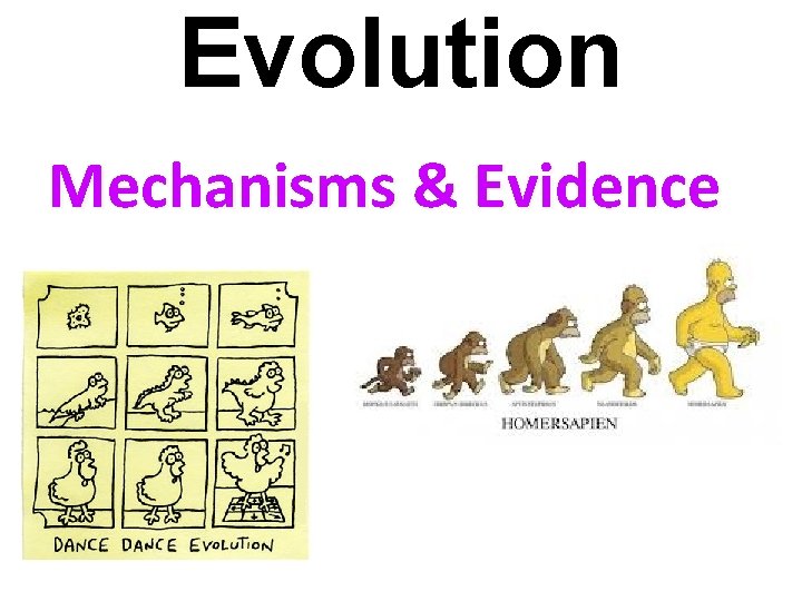 Evolution Mechanisms & Evidence 