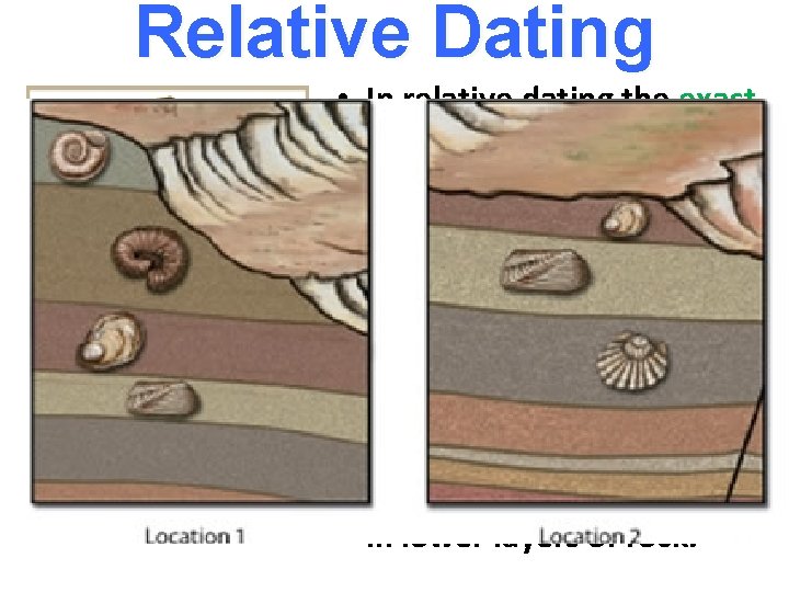 Relative Dating • In relative dating the exact age of the fossil cannot be