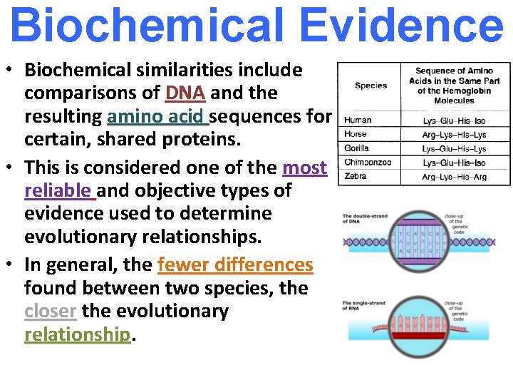 Biochemical Evidence • Biochemical similarities include comparisons of DNA and the resulting amino acid