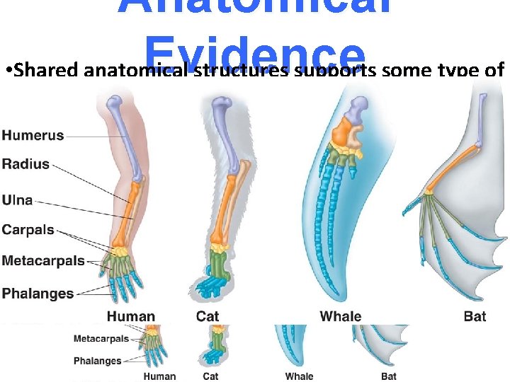 Anatomical Evidence • Shared anatomical structures supports some type of evolutionary relationship. • Structures