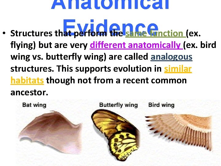 Anatomical Evidence • Structures that perform the same function (ex. flying) but are very