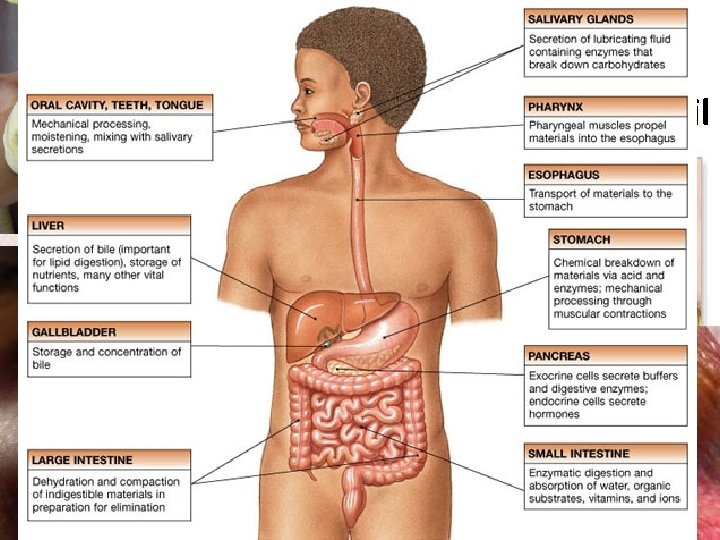 Anatomical • Vestigial Evidence structures (ex. appendix or tail bone in human) are no