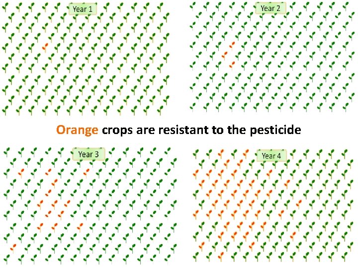 Orange crops are resistant to the pesticide 