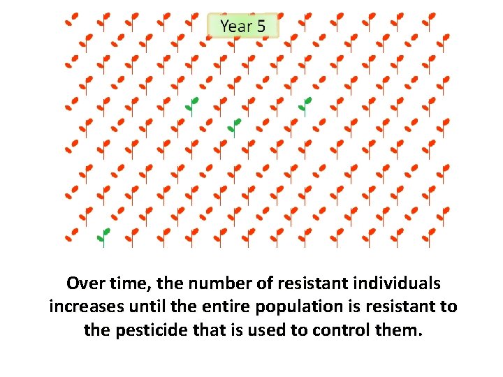 Over time, the number of resistant individuals increases until the entire population is resistant