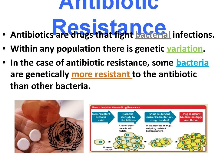 Antibiotic • Antibiotics. Resistance are drugs that fight bacterial infections. • Within any population