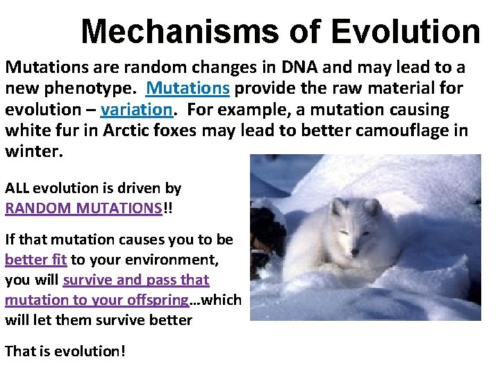 Mechanisms of Evolution Mutations are random changes in DNA and may lead to a