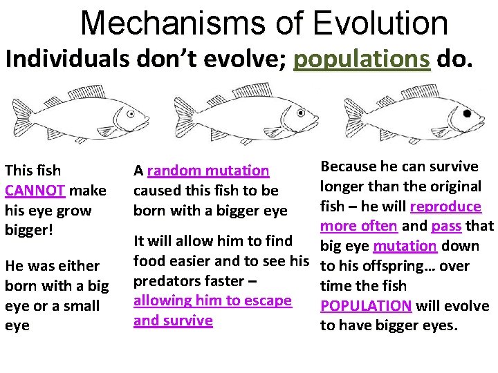 Mechanisms of Evolution Individuals don’t evolve; populations do. This fish CANNOT make his eye