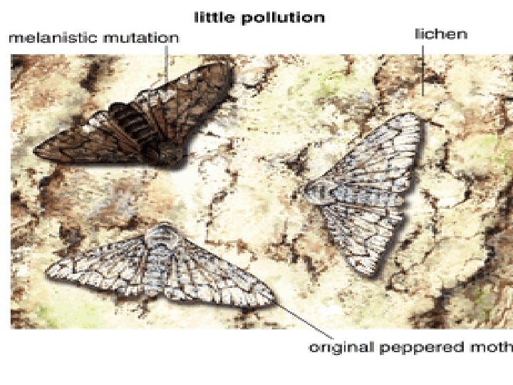 Classic Example – Industrial Revolution London, England Two types of peppered moths – light