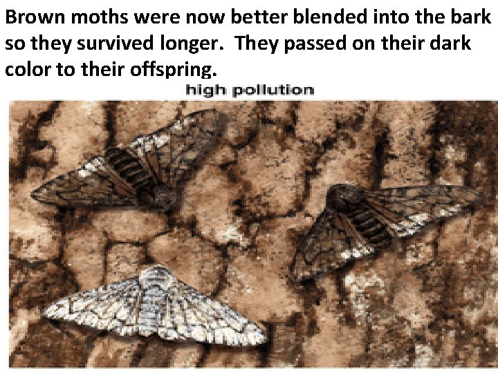 Brown moths were now better blended into the bark so they survived longer. They