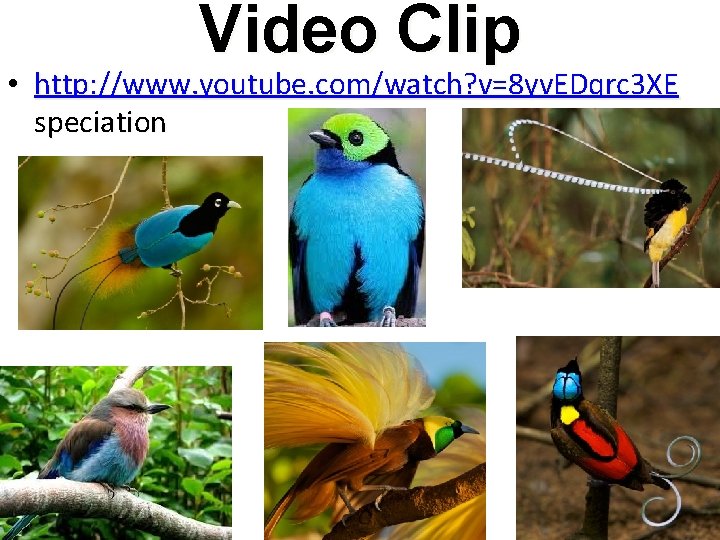 Video Clip • http: //www. youtube. com/watch? v=8 yv. EDqrc 3 XE speciation 