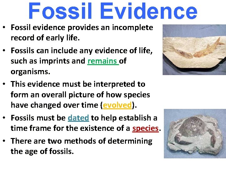 Fossil Evidence • Fossil evidence provides an incomplete record of early life. • Fossils