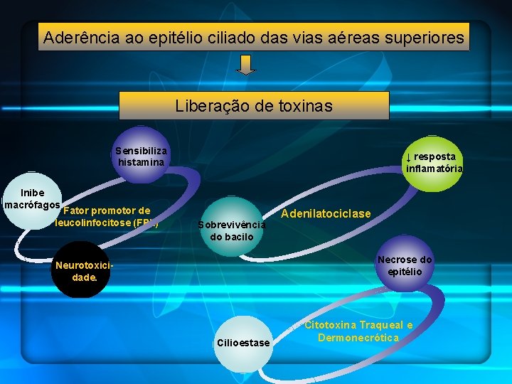 Aderência ao epitélio ciliado das vias aéreas superiores Liberação de toxinas Sensibiliza histamina ↓