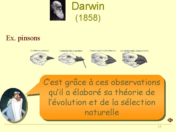 Darwin (1858) Ex. pinsons C’est grâce à ces observations qu’il a élaboré sa théorie
