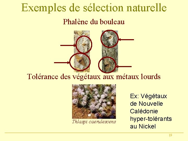 Exemples de sélection naturelle Phalène du bouleau Tolérance des végétaux métaux lourds Thlaspi caerulescens