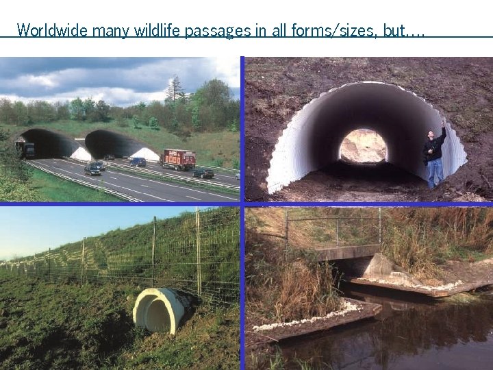 Worldwide many wildlife passages in all forms/sizes, but…. Dassentunnel 