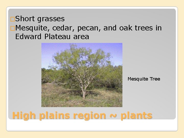 �Short grasses �Mesquite, cedar, pecan, and oak trees in Edward Plateau area Mesquite Tree
