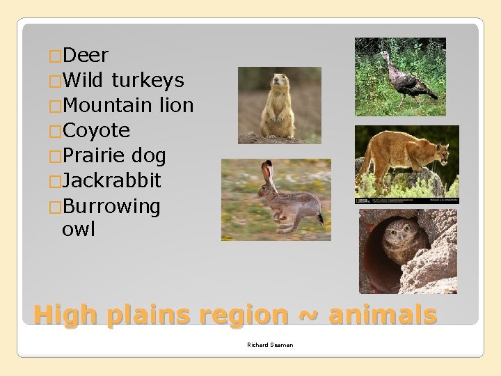 �Deer �Wild turkeys �Mountain lion �Coyote �Prairie dog �Jackrabbit �Burrowing owl High plains region